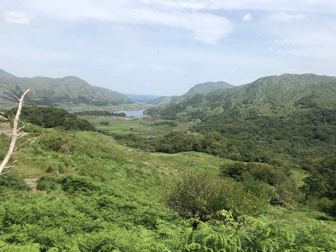 Why we are celebrating the Rose - and cheering on Sara-Lee Greene