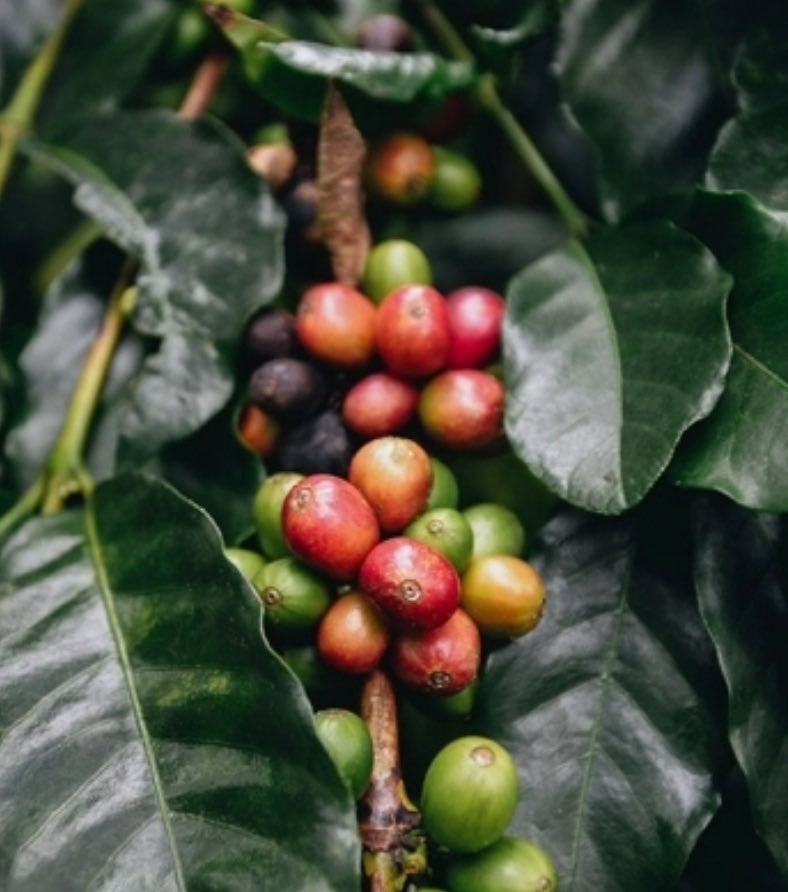 Coffee oil