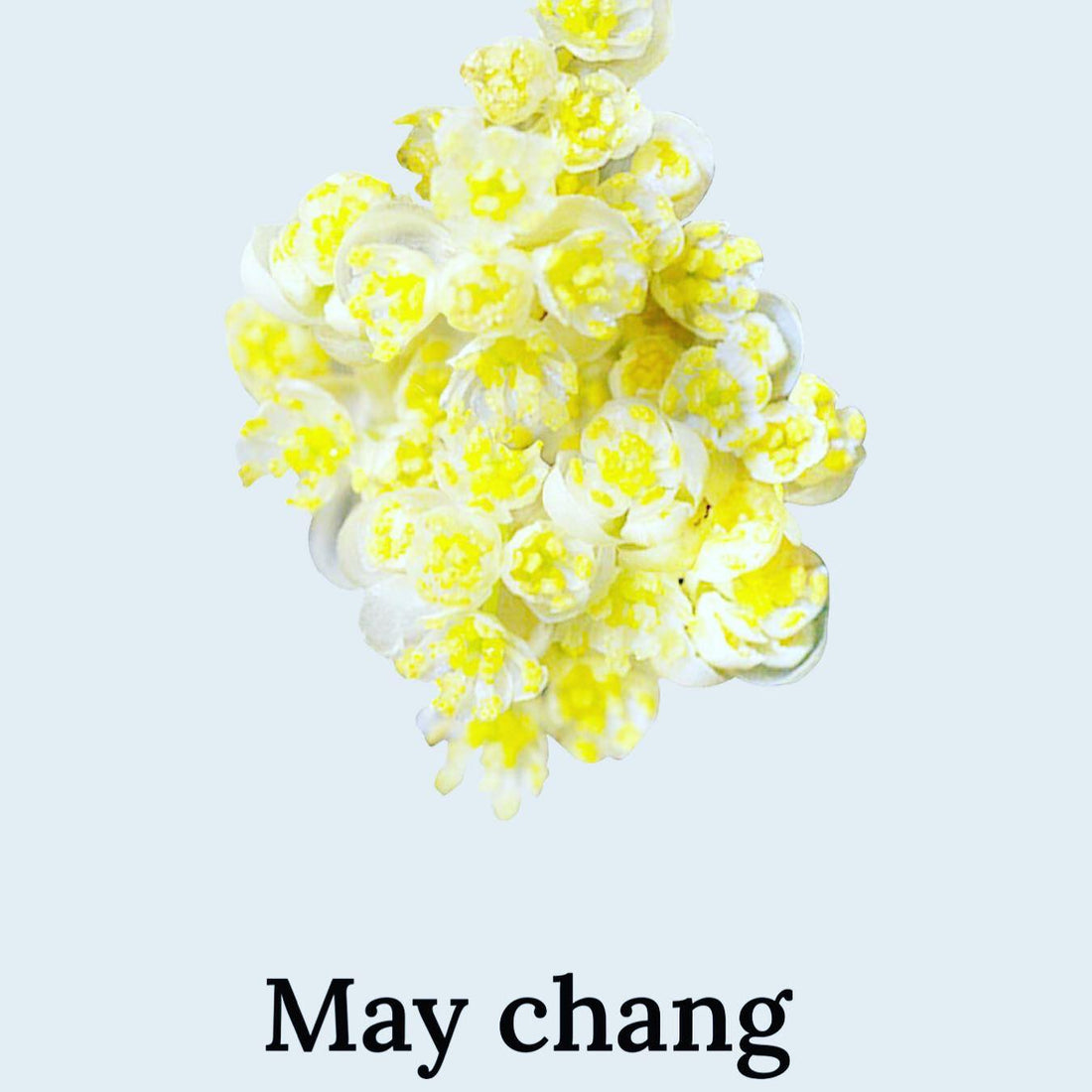 May Chang oil