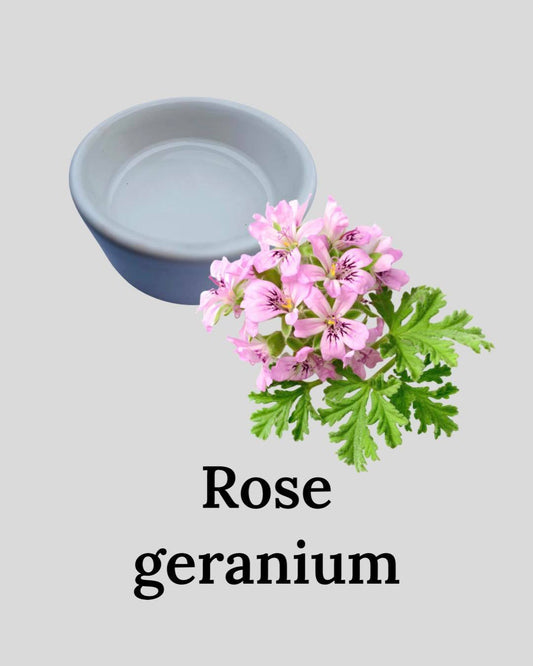 Rose Geranium