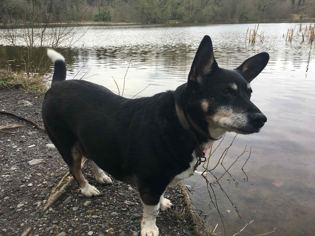 Why Pets are a part of our story