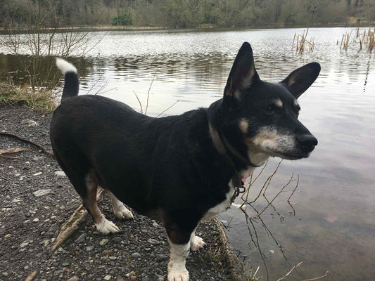 Why Pets are a part of our story